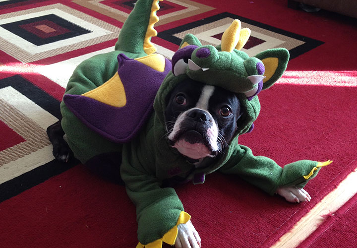 These dogs put your Halloween costumes to shame - National