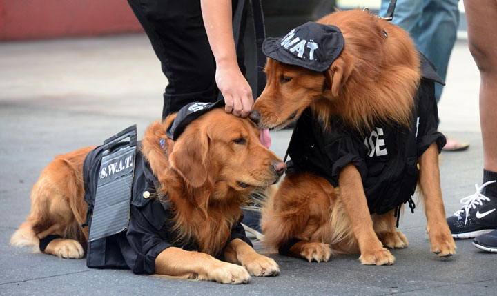 These dogs put your Halloween costumes to shame - National