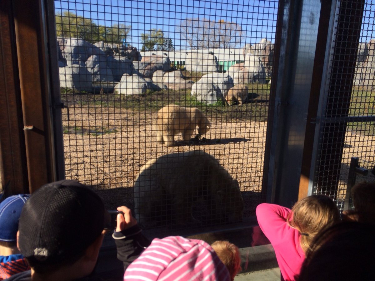 Visitors gathered at the Assiniboine Park Zoo to watch Hudson enjoy birthday treats Saturday.