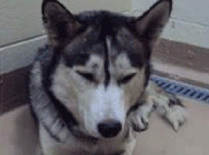 Longueuil police hope to find the person responsible for shooting dozens of buckshot pellets into this Husky.
