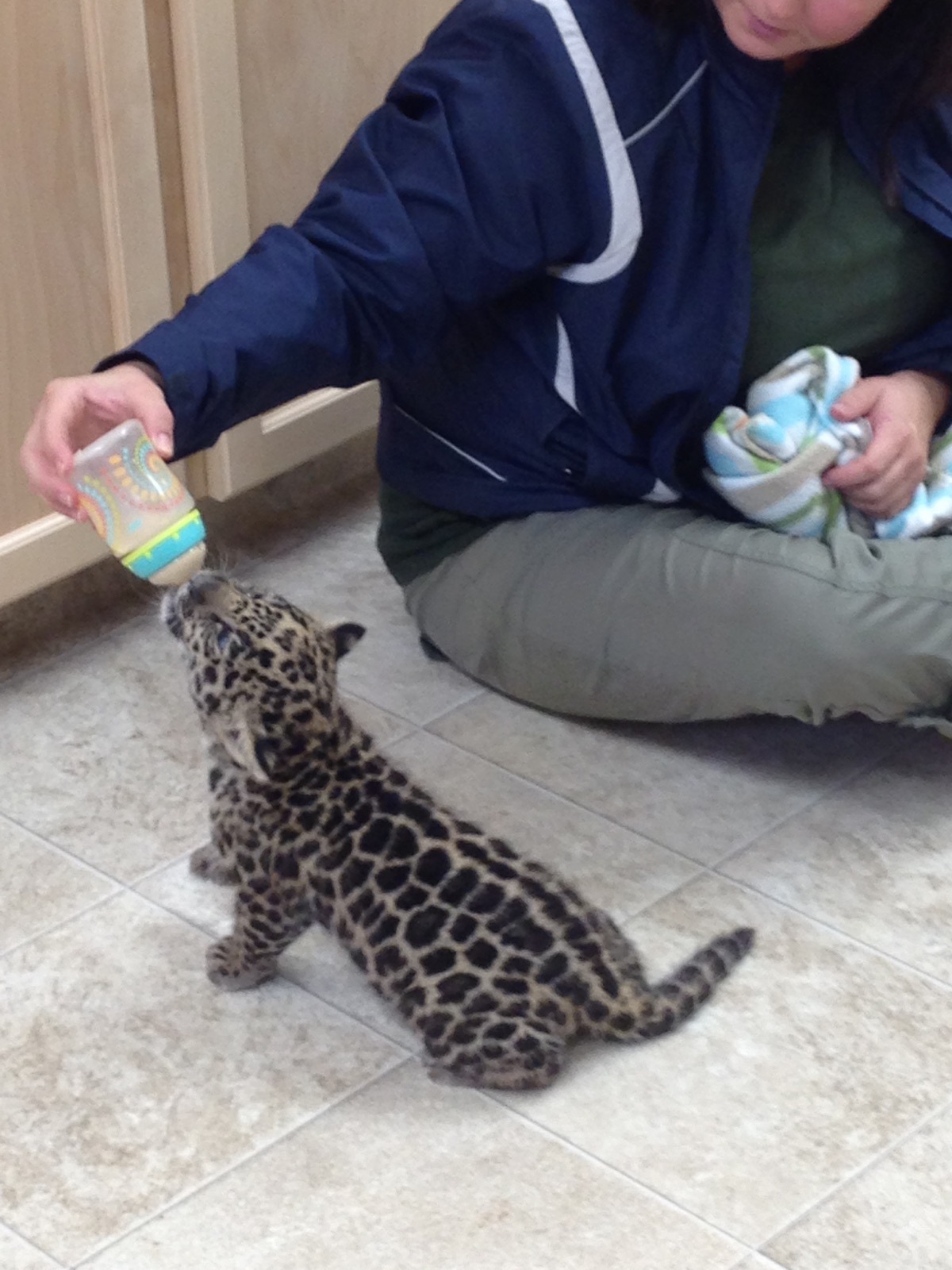 The Magnetic Hill Zoo has successfully bred two jaguars, welcoming a baby jaguar, the first one ever born at the zoo.