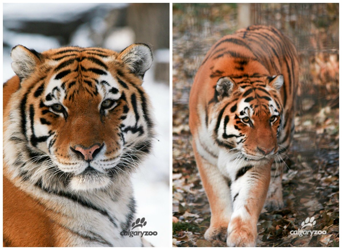 Kita the tiger passed away at the age of 19 on Tuesday, October 7th, 2014. 