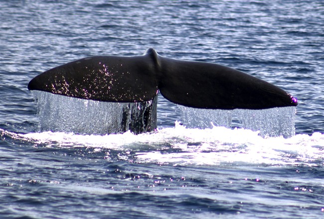 Research From N.S. Prof Suggests Sperm Whales Taught Each Other How To ...