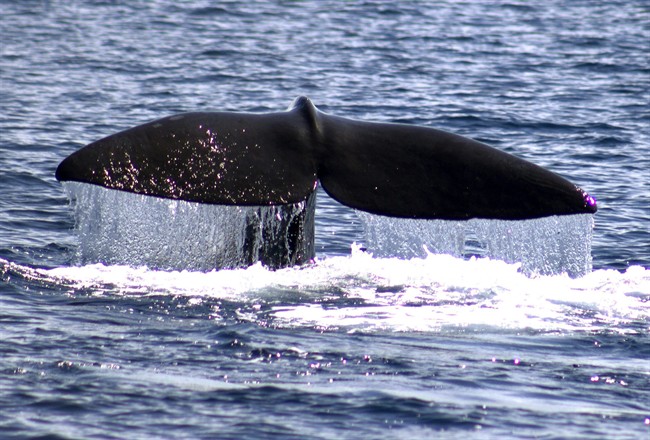 Research from N.S. prof suggests sperm whales taught each other how to avoid whalers - image