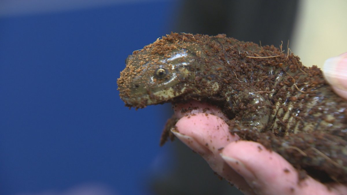 Winnipeg reptile expo draws rare and threatened animals - image
