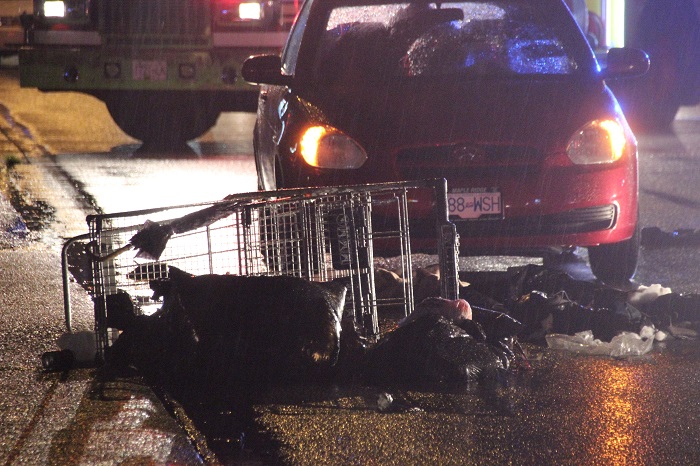 52-year-old Man Dies After Being Hit By A Car In Maple Ridge - BC ...