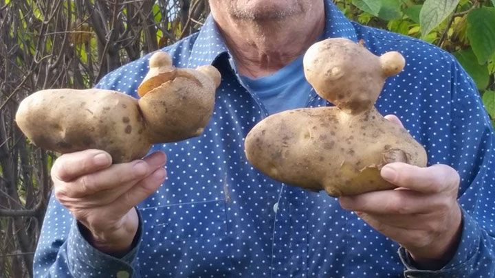 Oct. 14: This Your Saskatchewan photo was taken by Amanda Risling of some peculiar looking potatoes harvested in Scott (one resembles at cat, the other a duck).