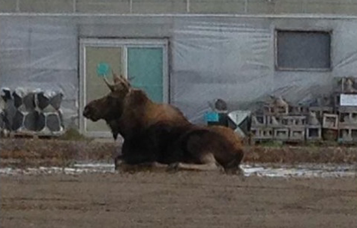 Young moose on the loose in west Edmonton