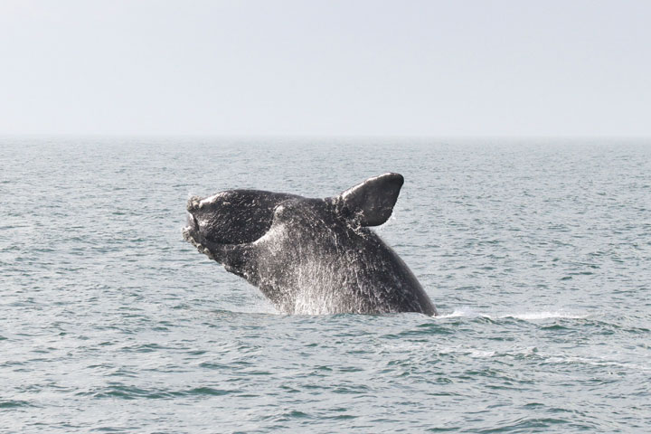 North Atlantic Right Whale