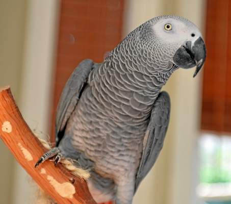  A pet parrot that spoke with a British accent when it disappeared from its home four years ago has been reunited with its owner - and the bird now speaks Spanish.