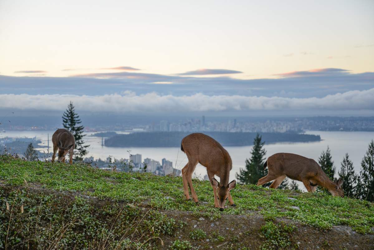 Patrick King - Cypress Mountain.