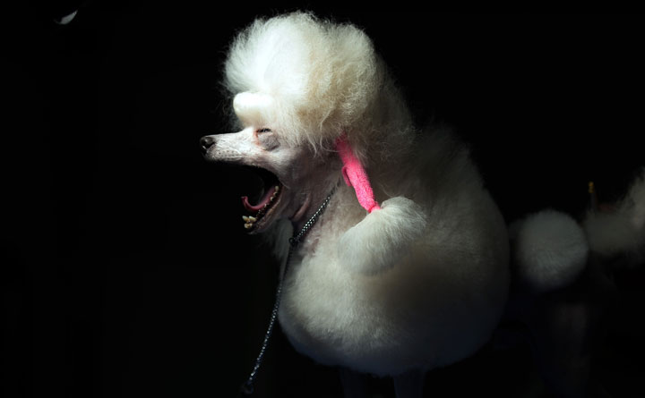 Google security researchers have uncovered yet another security bug called "Poodle.".