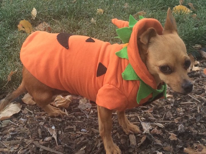 GALLERY Halloween pet costumes Calgary Globalnews.ca