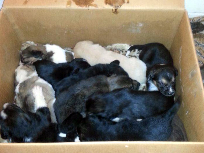 Twenty hungry, cold and flea-infested puppies found in a Saskatchewan field are being nursed back to health at the Battleford's Humane Society.
