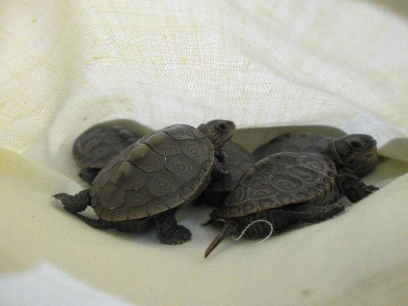 Canada Border Services seizes baby turtles - image