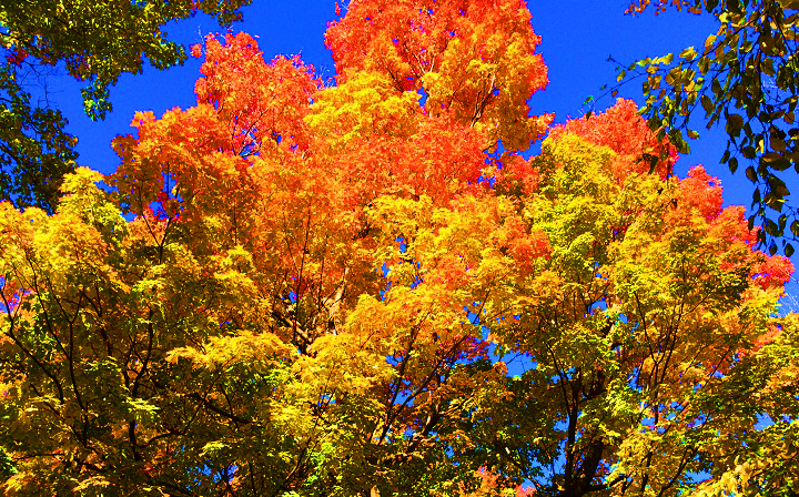 A close up of red and orange leaves on a sunny day.