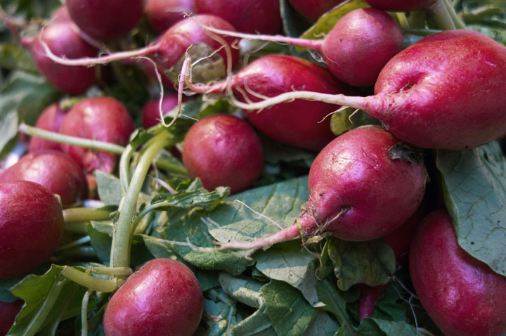 radishes