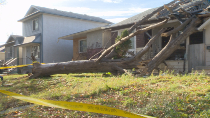 A large tree fell into the family’s home on the 1100 block of Retallack Street.
