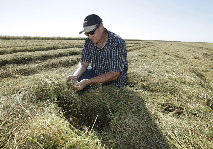 Rice farmer Mike DeWitt looks over some of his harvested rice fields near Davis, Calif. 