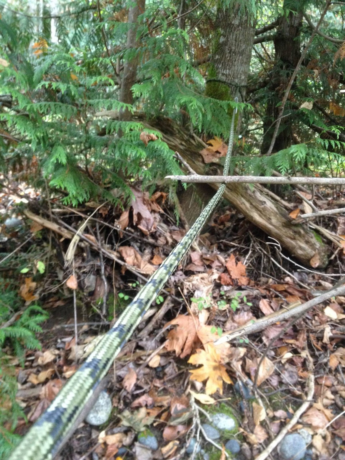 Nanaimo woman shocked to find rope strung across popular trail - image