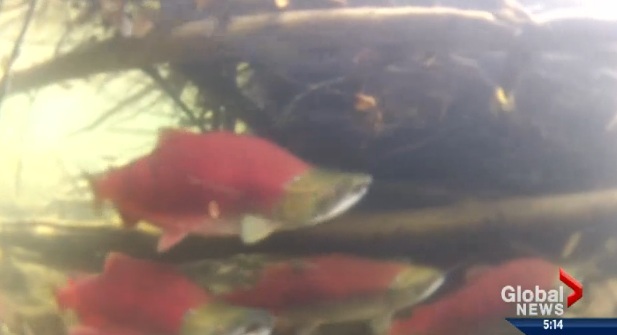 Fish farm protesters near Port McNeill handed eviction notice ahead of injunction hearings - image