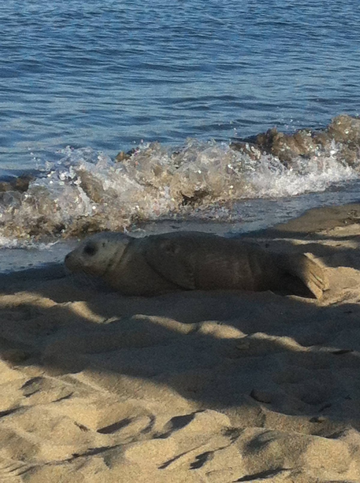 This seal was picked up from the beach Monday night.