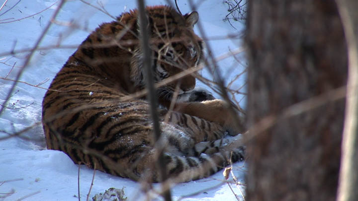 disappearing forest in the Russian Far East is also threatening the last remaining Siberian tigers