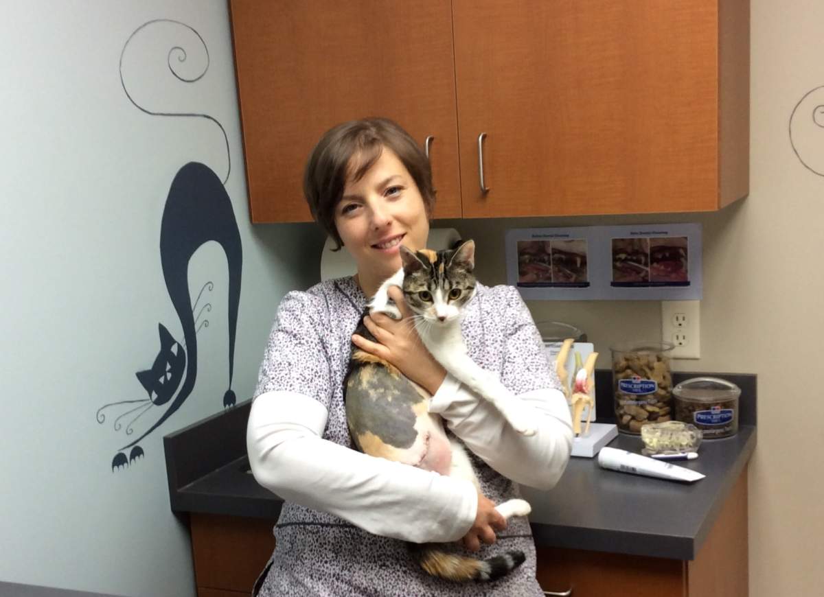 Three legged Okanagan cat needing a “leg up” in life - image