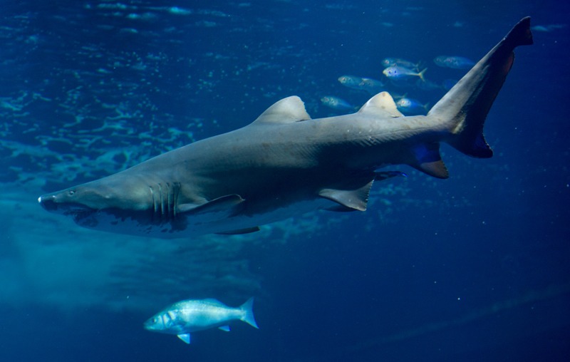 A sand tiger shark swims in an aquarium at the aqua zoo in Stralsund, Germany on February 14, 2013. 