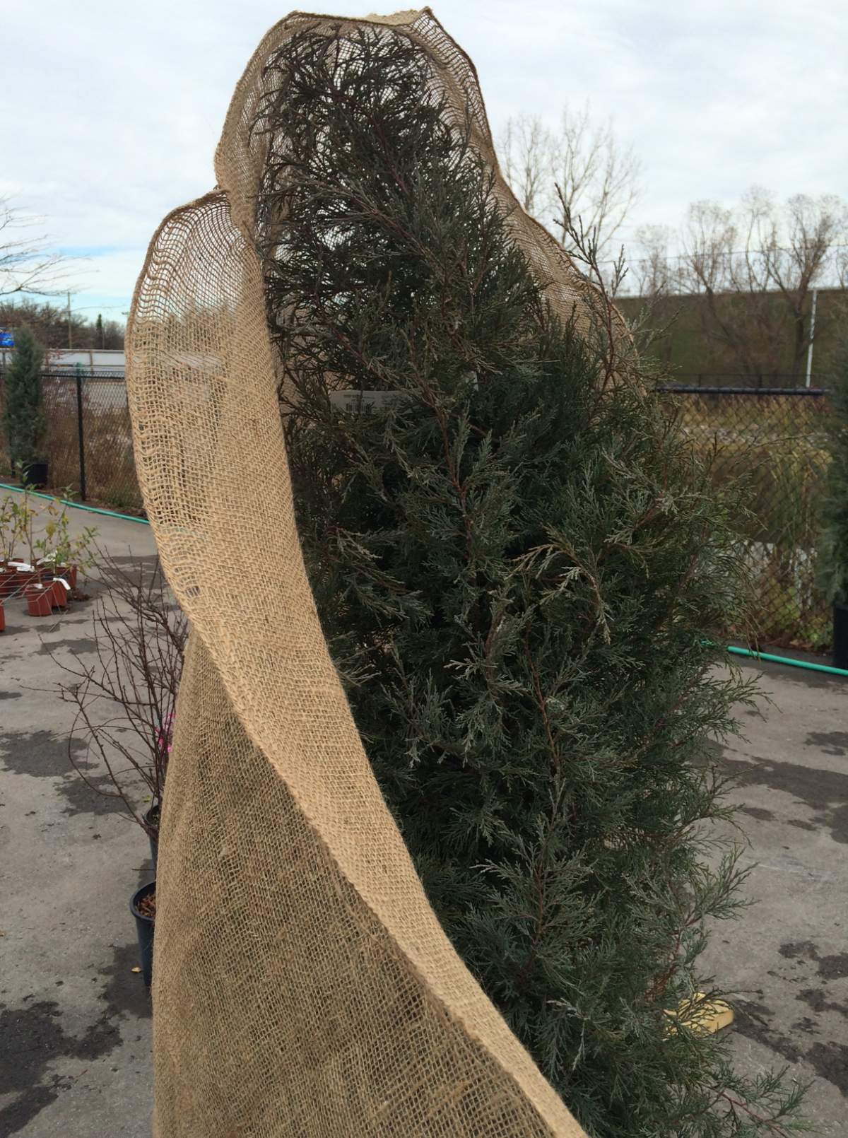 Wrapping Evergreen trees in burlap will help them make it through winter.