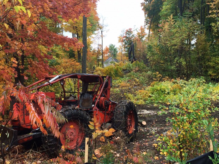 Residents watch as trees are knocked down.