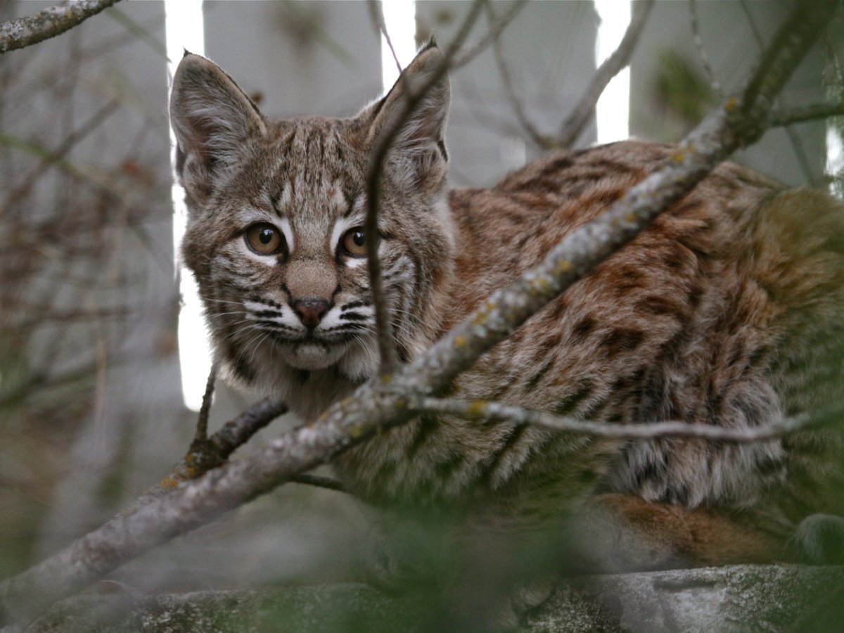 Family of bobcats latest wildlife sighting in the city | Globalnews.ca