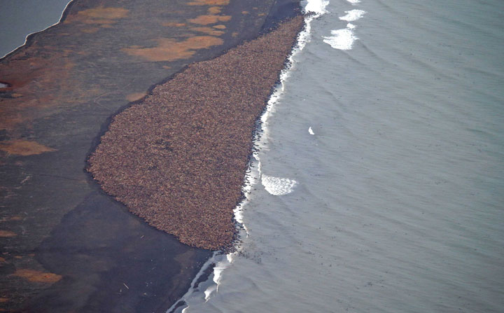 Thousands of walruses land on Alaskan shore due to lack of ice