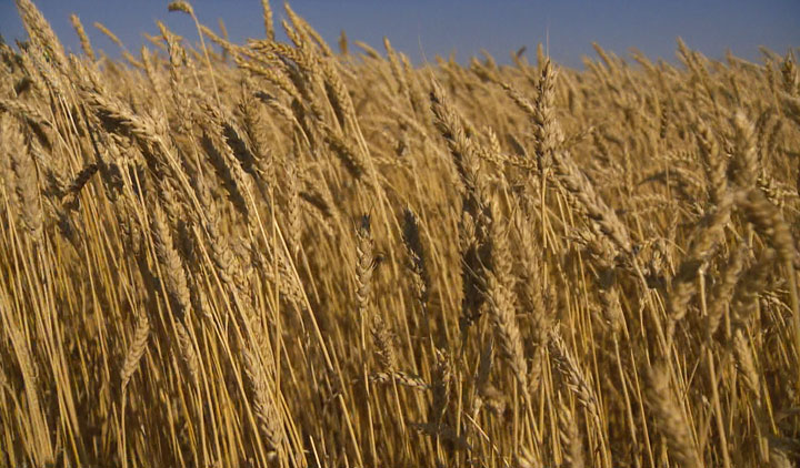 Проучване на Глобалния институт за продоволствена сигурност чрез Университета на