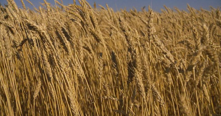 农业碳足迹研究显示萨斯喀彻温省农作物的可持续性