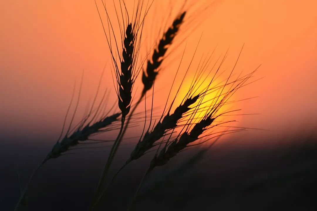 Your Manitoba: October - image