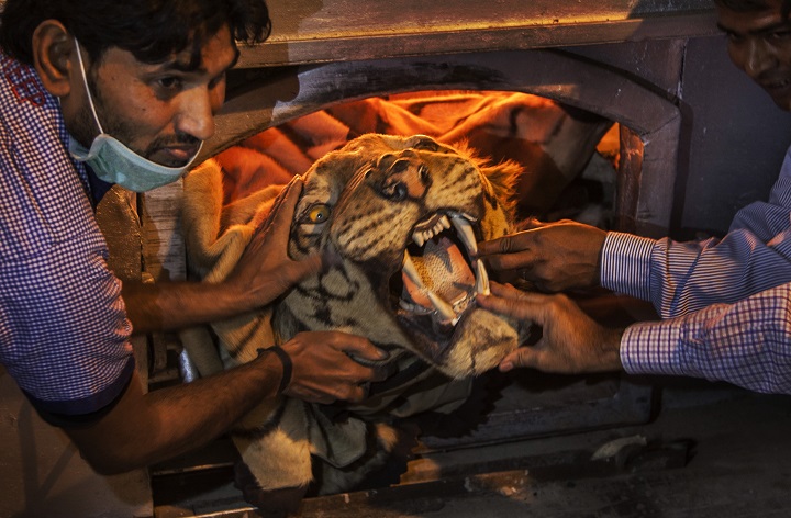 Indian authorities hold a tiger skin as they set fire to a stockpile of illegal wildlife parts at the Delhi Zoo in New Delhi, India, Sunday, Nov. 2, 2014. 