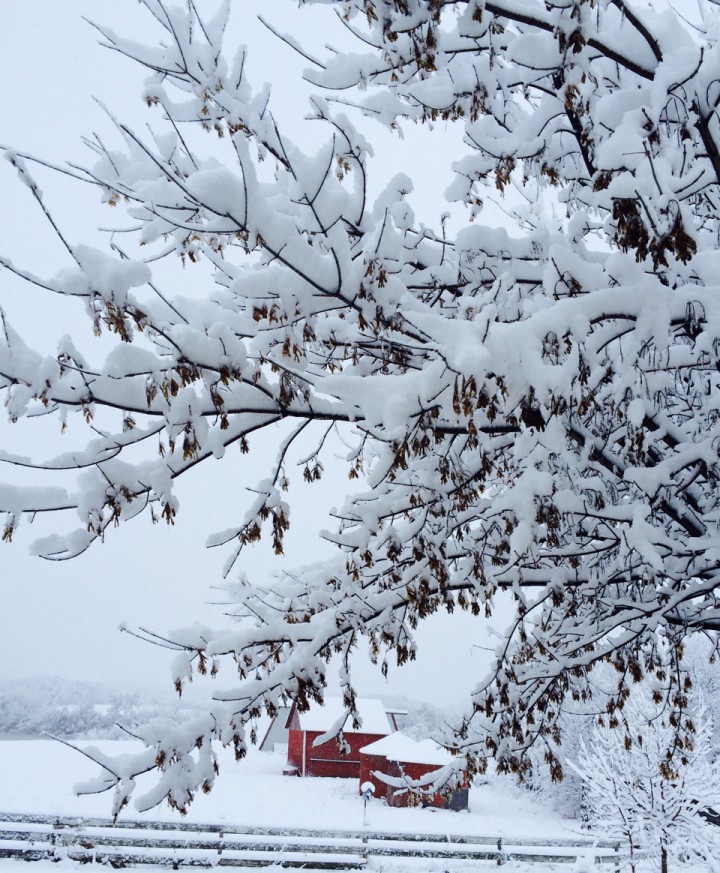 Nov. 6: This Your Saskatchewan photo was taken by Elaine McMillan outside Prince Albert.