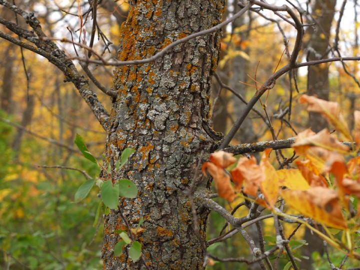 Nov. 7: Tonight’s Your SK was taken by Butch Clark near Craven.