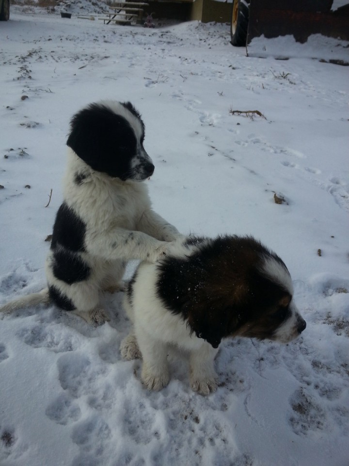 Nov. 14: This Your Saskatchewan photo was taken by Reba McNeill in Wiseton.