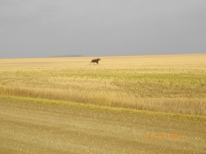 Nov. 17: This Your Saskatchewan photo was taken by Greg Reynolds near Zehner.