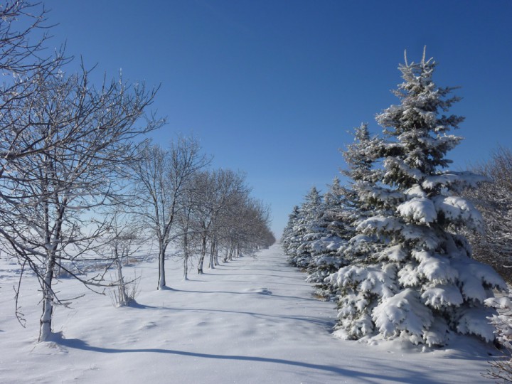 Nov. 25: This Your Saskatchewan photo was taken by Cheryl Hare near Rosetown.