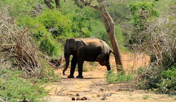 A photo taken on September 11, 2014 in the southern district of Yala shows a Sri Lankan elephant walking at Yala National Park.