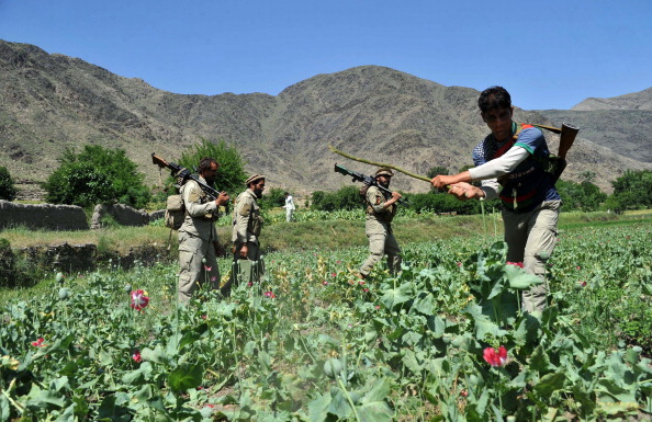 Afghan security force members destroy an illegal poppy crop in the Noor Gal district of eastern Kunar province on April 29, 2014. 