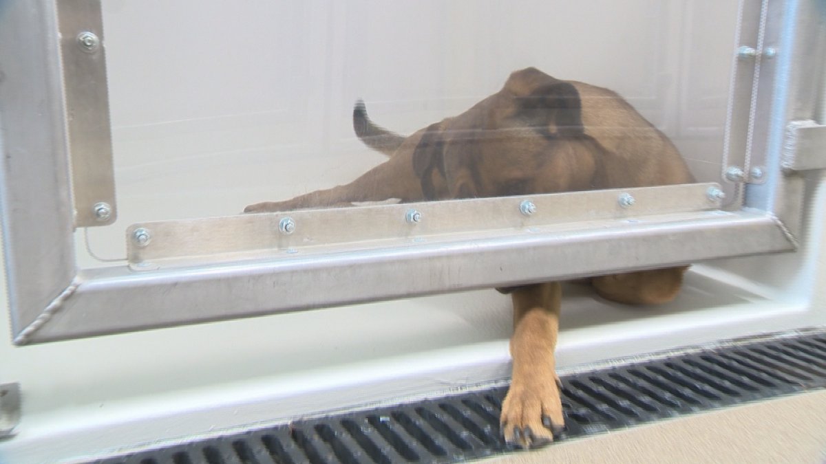 Lethbridge animal shelter shows off new look - image