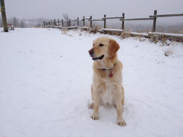 A happy dog enjoys a walk in the snow on Sunday, November 9th, 2014. 