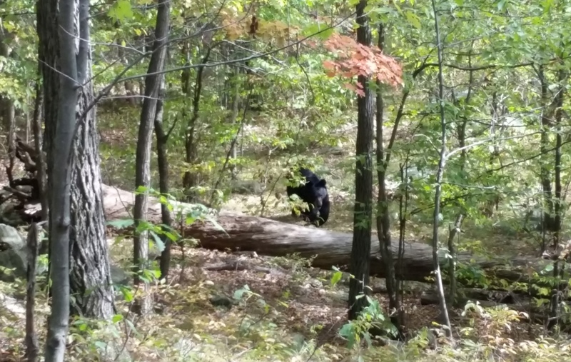 In this Sept. 21, 2014 photo taken by hiker Darsh Patel and provided by the West Milford Police Department, a bear approaches 22-year-old Patel in New Jersey's Apshawa Preserve. Patel was mauled to death by the bear shortly after the photo was taken. 
