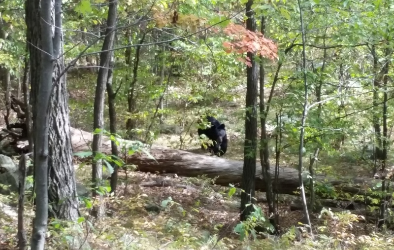 In this Sept. 21, 2014 photo taken by hiker Darsh Patel and provided by the West Milford Police Department, a bear approaches 22-year-old Patel in New Jersey's Apshawa Preserve. Patel was mauled to death by the bear shortly after the photo was taken. 