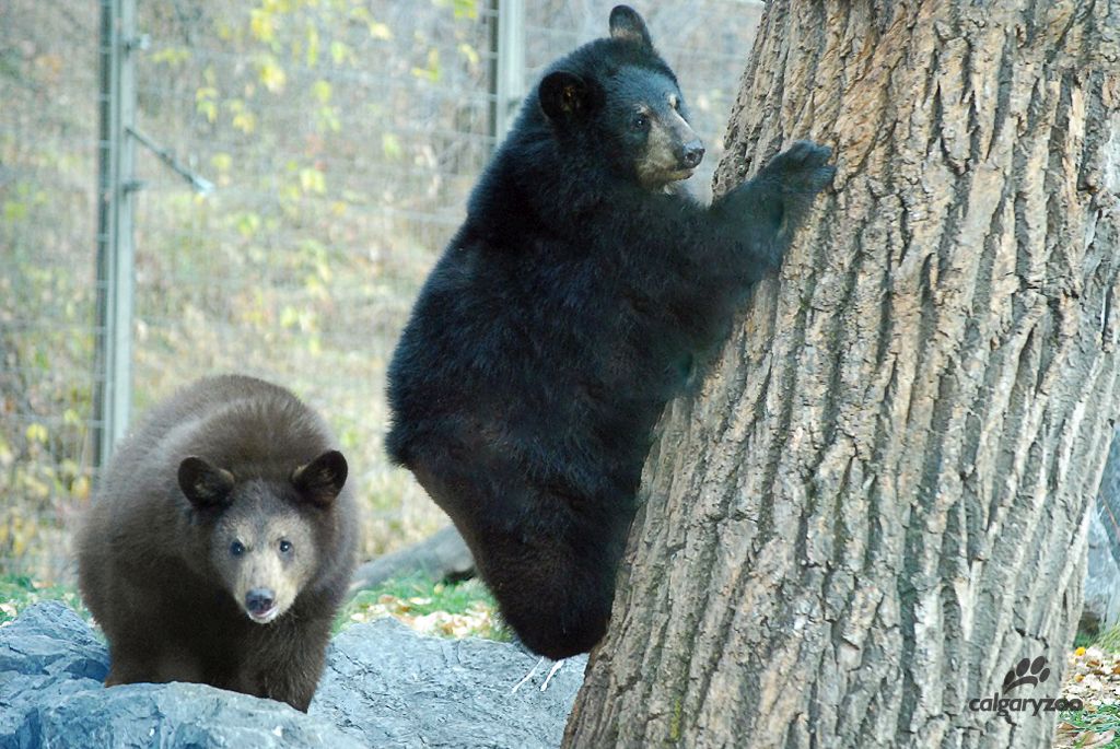 Orphaned black bear cubs check out their new digs at the Calgary Zoo.