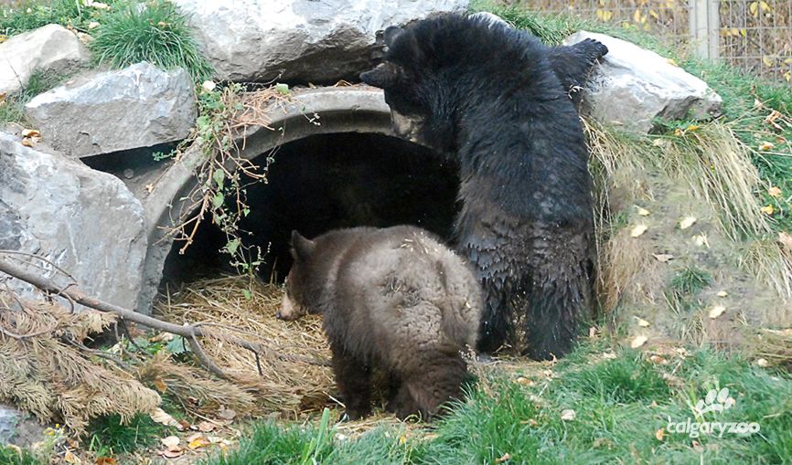 Male and female cubs exploring the black bear habitat at the Calgary Zoo